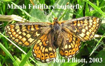 Marsh Fritillary butterfly from Caua Ffos Fach Reserve